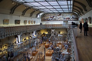 GALERIE DE PALEONTOLOGIE ET D'ANATOMIE COMPAREE 