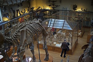 GALERIE DE PALEONTOLOGIE ET D'ANATOMIE COMPAREE 