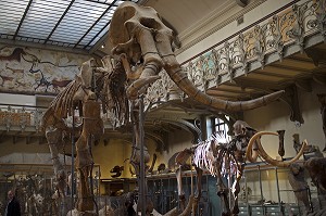 GALERIE DE PALEONTOLOGIE ET D'ANATOMIE COMPAREE 