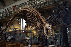 GALERIE DE PALEONTOLOGIE ET D'ANATOMIE COMPAREE 