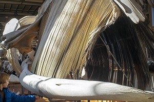 GALERIE DE PALEONTOLOGIE ET D'ANATOMIE COMPAREE 