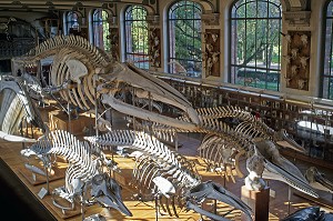 GALERIE DE PALEONTOLOGIE ET D'ANATOMIE COMPAREE 