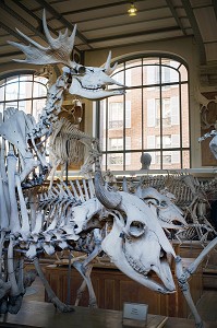 GALERIE DE PALEONTOLOGIE ET D'ANATOMIE COMPAREE 