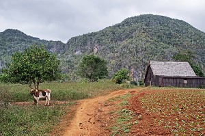 PLANTATION DE TABAC POUR LA FABRICATION DU CIGARES COHIBA (PURO) DANS UN PAYSAGE DE MOGOTES (BUTTES MONTAGNEUSES CALCAIRES), VALLEE DE VINALES, CLASSEE AU PATRIMOINE MONDIAL DE L’HUMANITE PAR L’UNESCO, CUBA, CARAIBES 