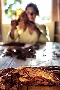 JEUNE FEMME PRODUCTEUR DE TABAC TRIANT DES FEUILLES POUR LES CIGARES CUBAINS (PURO) POUR LA FABRICATION DU COHIBA, VALLEE DE VINALES, CLASSEE AU PATRIMOINE MONDIAL DE L’HUMANITE PAR L’UNESCO, CUBA, CARAIBES 