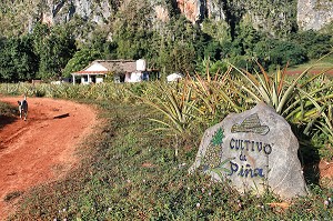 PLANTATION D'ANANAS PAYSAGE DE MOGOTES (BUTTES MONTAGNEUSES CALCAIRES), VALLEE DE VINALES, CLASSEE AU PATRIMOINE MONDIAL DE L’HUMANITE PAR L’UNESCO, CUBA, CARAIBES 