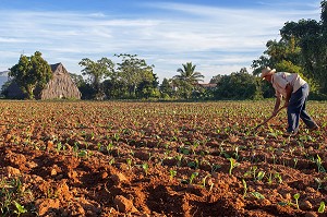CUBAIN DANS SA PLANTATION, PRODUCTEUR DE TABAC POUR LA FABRICATION DU CIGARES COHIBA (PURO), VALLEE DE VINALES, CLASSEE AU PATRIMOINE MONDIAL DE L’HUMANITE PAR L’UNESCO, CUBA, CARAIBES 