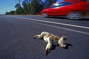 KOALA MORT AU BORD DE LA ROUTE, AUSTRALIE, OCEANIE 