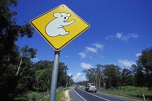 PANNEAU, KOALA, AUSTRALIE, OCEANIE 