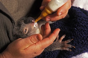 UN KOALA EN REMISSION ATTENDS SON HEURE DE LIBERATION, AU MOGGILL KOALA HOSPITAL, AUSTRALIE, OCEANIE 
