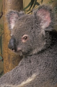 UN KOALA EN REMISSION ATTENDS SON HEURE DE LIBERATION, AU MOGGILL KOALA HOSPITAL, AUSTRALIE, OCEANIE 