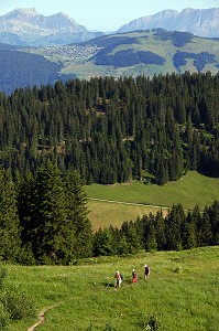 RANDONNEURS EN ALPAGE, BEAUFORTIN, SAVOIE (73) 