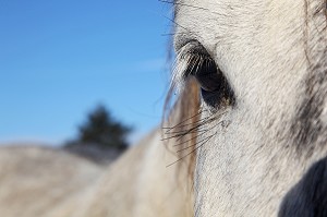 CHEVAL PERCHERON, ORNE (61), NORMANDIE, FRANCE 