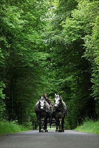 ATTELAGE PERCHERONS, ORNE, PERCHE, NORMANDIE, FRANCE