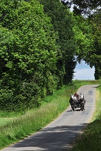 ATTELAGE PERCHERONS, ORNE, PERCHE, NORMANDIE, FRANCE