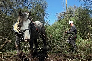 DEBARDAGE EN FORET AVEC DES CHEVAUX PERCHERONS, FRANCE