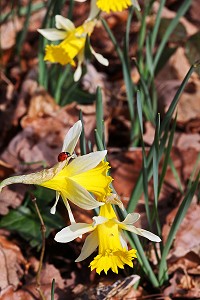 JONQUILLES EN FLEURS DANS LA FORET AU PRINTEMPS, FRANCE
