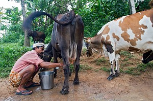 KERALA, INDE DU SUD, ASIE 