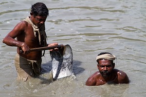 KERALA, INDE DU SUD, ASIE 