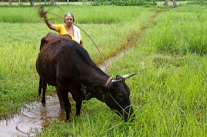 KERALA, INDE DU SUD, ASIE 
