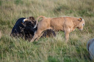 ILLUSTRATION AVEYRON (12), FRANCE 