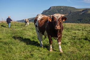 ILLUSTRATION PUY-DE-DOME, (63) AUVERGNE, FRANCE 