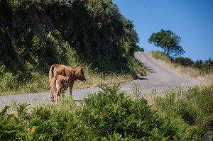 ILLUSTRATION CORSE-DU-SUD (2A), FRANCE 