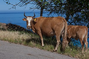 ILLUSTRATION CORSE-DU-SUD (2A), FRANCE 