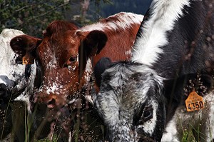 PARC NATUREL REGIONAL DES BALLONS DES VOSGES (68) HAUT-RHIN, ALSACE, FRANCE 