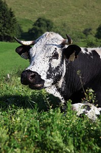 PARC NATUREL REGIONAL DES BALLONS DES VOSGES (68) HAUT-RHIN, ALSACE, FRANCE 
