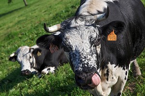 PARC NATUREL REGIONAL DES BALLONS DES VOSGES (68) HAUT-RHIN, ALSACE, FRANCE 