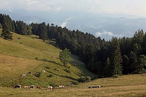 PARC NATUREL REGIONAL DES BALLONS DES VOSGES (68) HAUT-RHIN, ALSACE, FRANCE 