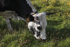 PARC NATUREL REGIONAL DES BALLONS DES VOSGES (68) HAUT-RHIN, ALSACE, FRANCE 