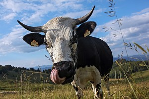 PARC NATUREL REGIONAL DES BALLONS DES VOSGES (68) HAUT-RHIN, ALSACE, FRANCE 
