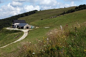 PARC NATUREL REGIONAL DES BALLONS DES VOSGES (68) HAUT-RHIN, ALSACE, FRANCE 