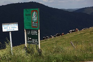 PARC NATUREL REGIONAL DES BALLONS DES VOSGES (68) HAUT-RHIN, ALSACE, FRANCE 