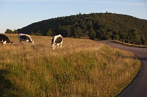 PARC NATUREL REGIONAL DES BALLONS DES VOSGES (68) HAUT-RHIN, ALSACE, FRANCE 
