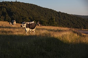 PARC NATUREL REGIONAL DES BALLONS DES VOSGES (68) HAUT-RHIN, ALSACE, FRANCE 