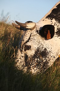 PARC NATUREL REGIONAL DES BALLONS DES VOSGES (68) HAUT-RHIN, ALSACE, FRANCE 