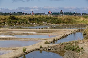 LES MARAIS SALANTS DE GUERANDE, (44) LOIRE ATLANTIQUE, PAYS DE LOIRE, FRANCE 