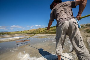 LES MARAIS SALANTS DE GUERANDE, (44) LOIRE ATLANTIQUE, PAYS DE LOIRE, FRANCE 