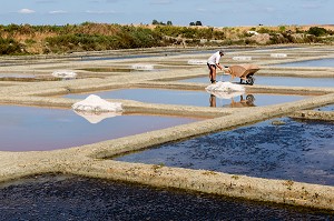 LES MARAIS SALANTS DE GUERANDE, (44) LOIRE ATLANTIQUE, PAYS DE LOIRE, FRANCE 