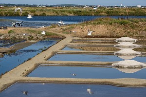 LES MARAIS SALANTS DE GUERANDE, (44) LOIRE ATLANTIQUE, PAYS DE LOIRE, FRANCE 