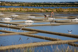 LES MARAIS SALANTS DE GUERANDE, (44) LOIRE ATLANTIQUE, PAYS DE LOIRE, FRANCE 