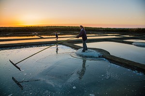 LES MARAIS SALANTS DE GUERANDE, (44) LOIRE ATLANTIQUE, PAYS DE LOIRE, FRANCE 