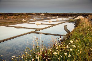 LES MARAIS SALANTS DE GUERANDE, (44) LOIRE ATLANTIQUE, PAYS DE LOIRE, FRANCE 