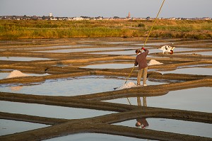 LES MARAIS SALANTS DE GUERANDE, (44) LOIRE ATLANTIQUE, PAYS DE LOIRE, FRANCE 