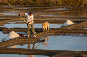 LES MARAIS SALANTS DE GUERANDE, (44) LOIRE ATLANTIQUE, PAYS DE LOIRE, FRANCE 