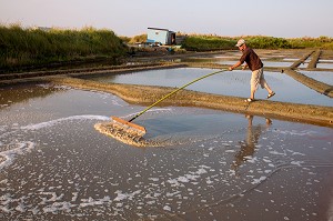 LES MARAIS SALANTS DE GUERANDE, (44) LOIRE ATLANTIQUE, PAYS DE LOIRE, FRANCE 