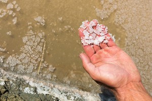 LES MARAIS SALANTS DE GUERANDE, (44) LOIRE ATLANTIQUE, PAYS DE LOIRE, FRANCE 